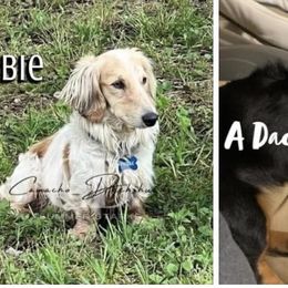 Dachshund puppies from L & A Dachshunds