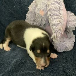 Ward - Black white and tan male Collie puppy in Yulee, Florida from Three Collie Farm