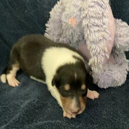 Ward - Black white and tan male Collie puppy in Yulee, Florida from Three Collie Farm