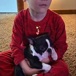 Boston Terrier Puppies from Big Sky Bostons