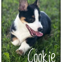 Cookie - Black and white female American Corgi puppy in Nortonville, Kansas from Low Riders Corgis & Mini Aussies