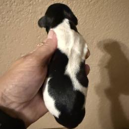 Puppy 3 - Piebald male Dachshund puppy in Riverside, California from Saddle Up Dachshunds