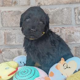 Jen - Black female Portuguese Water Dog puppy in Jacksonville, Florida from Atlantic Coast PWD