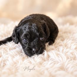 Maple - Black female Cavapoo puppy in Thorndale, Texas from Hattie’s Texas Cavapoos