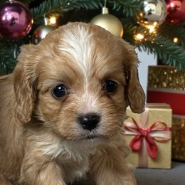 Jerry - Apricot male Cavapoo puppy in Oklahoma from Rocky Oak Cavaliers & Biewer Terriers LLC