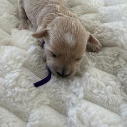 Lilac purple collar - Apricot female Maltipoo puppy in Fredericktown, Missouri from Doodle Pups Fur-Ever