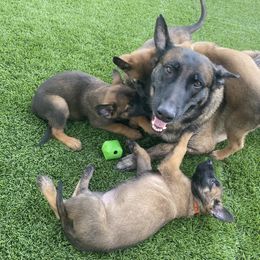 Belgian Malinois Puppies from Care 2 Protect