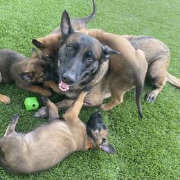 Belgian Malinois Puppies from Care 2 Protect
