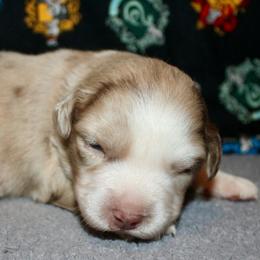 Casper - Red merle male Australian Shepherd puppy in El Dorado Springs, Missouri from HP Aussie Kennels