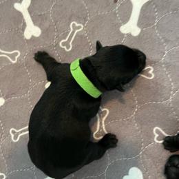 Miss Green - Black female Scottish Terrier puppy in Wilmington, Ohio from Ballentine Scotties