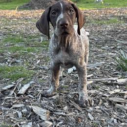 Chestnut - Liver roan male German Shorthaired Pointer puppy in Boulder Creek, California from Paloma Vista Ranch