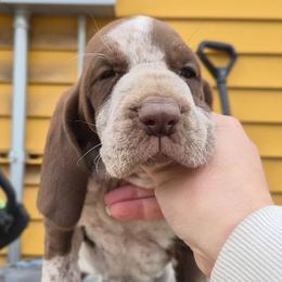 Noelle - White and chestnut female Bracco Italiano puppy in Silver Summit, Utah from Snow Peak Kennel