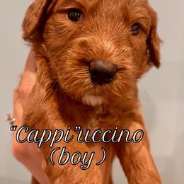 Cappuccino (boy, Red collar) - Red  male Goldendoodle puppy in Guntersville, Alabama from Carefree Goldendoodles