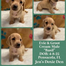 Basil - Cream male Dachshund puppy in Pensacola, Florida from Jen's Doxie Den