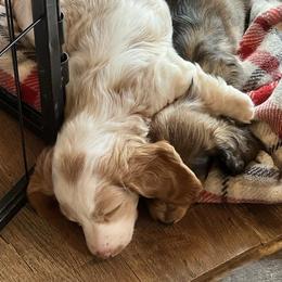 Dachshund Puppies from Sassafras Dachshunds