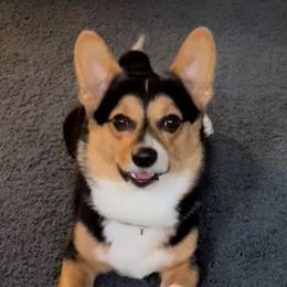 Jack - Pembroke Welsh Corgi
