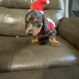 Dachshund Puppies from Doxie Gang