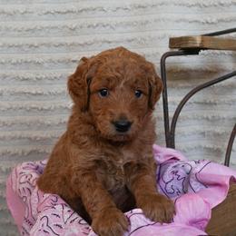 Goldendoodle Puppies from Maryland Doodles