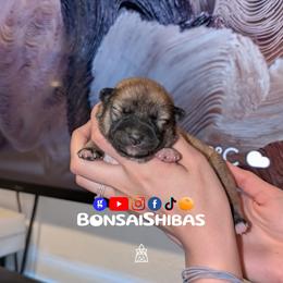 Duro - Red male Shiba Inu puppy in Minnesota from BonsaiShibas
