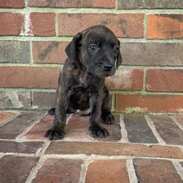 Mountain Cur Puppies from Lost Forty Kennels