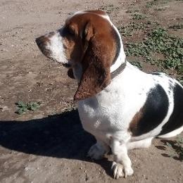 Sabrina - Basset Hound
