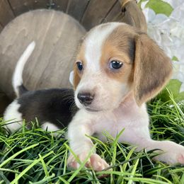 Pearl - Black white and tan female Beagle puppy in Katy, Texas from Houston’s Howlin’ Hounds