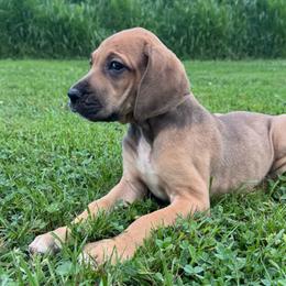 Tequila - Fawn female Great Dane puppy in Wellsville, New York from Prophecy Danes