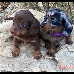 Dachshund and Pug Puppies from Wiggle'n V Ranch