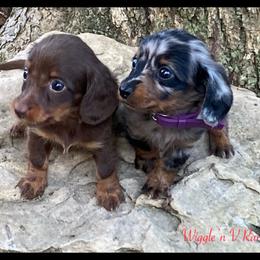 Dachshund and Pug Puppies from Wiggle'n V Ranch