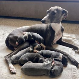 Italian Greyhound puppies from Italian Greyhounds of Frisco