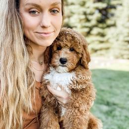 Cavapoo and Poodle Puppies from Freckle Paw Poodles
