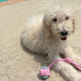 Mr. Cloud - Cream male Labradoodle puppy in Houston, Texas from Prime & Prissy Pooches