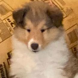 Biscuit - Sable and white male Collie puppy in Mount Orab, Ohio from Plum Creek Collies