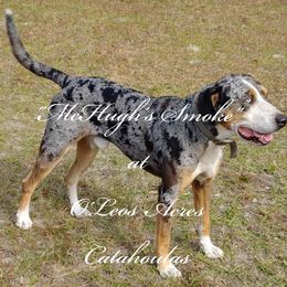 Smoke - Catahoula Leopard Dog