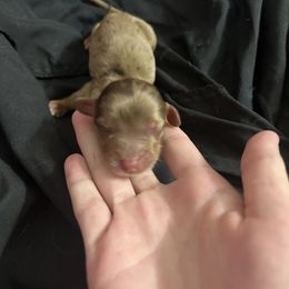 Dachshund Puppies from S&C Doxies