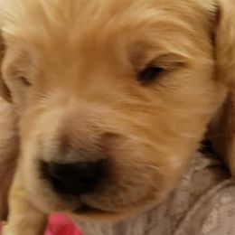 Bear - Brown collar - Golden Retriever puppy in Arlington, Washington from Nagel Farm's