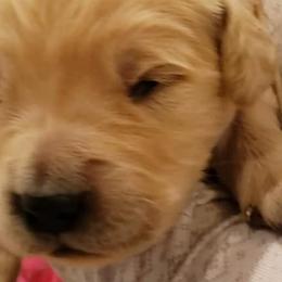 Bear - Brown collar - Golden Retriever puppy in Arlington, Washington from Nagel Farm's
