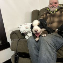 Remington - Black rust and white male Bernese Mountain Dog puppy in Strasburg, Ohio from Lois Allison