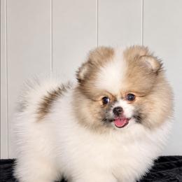 Finrod - Cream parti male Pomeranian puppy in Boca Raton, Florida from Poms of The Shire