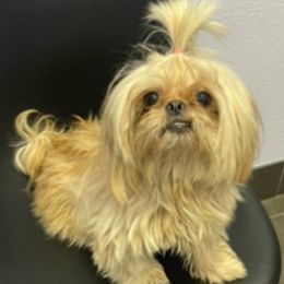 CHEVY - Shih Tzu