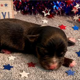Indy - Black & white male Miniature American Shepherd puppy in Colorado Springs, Colorado from Valkyrie Adventures