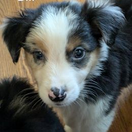 Boy 2 - Blue merle male Australian Shepherd puppy in Pamplin, Virginia from Hope & Joy Acres