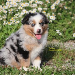 Luna - Blue merle female Miniature American Shepherd puppy in Hillsdale, Michigan from Faithwalk Aussies and Mini American Shepherds