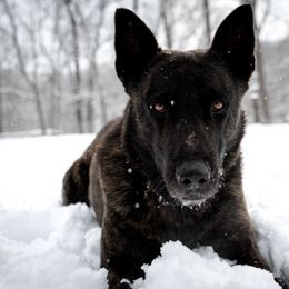 Belgian Malinois, Dutch Shepherds, and German Shepherds from Stay Wild K9
