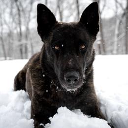 Belgian Malinois, Dutch Shepherds, and German Shepherds from Stay Wild K9