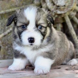 Gus Gus - Sable male Pembroke Welsh Corgi puppy in Valley, Washington from Corgis of the Mountain Valley