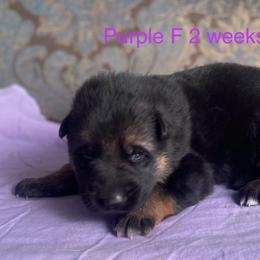 Purple collar girl - Black and red female German Shepherd puppy in Coleta, Illinois from Four Leaf Farm- Vom Vierblättriges Bauernhof