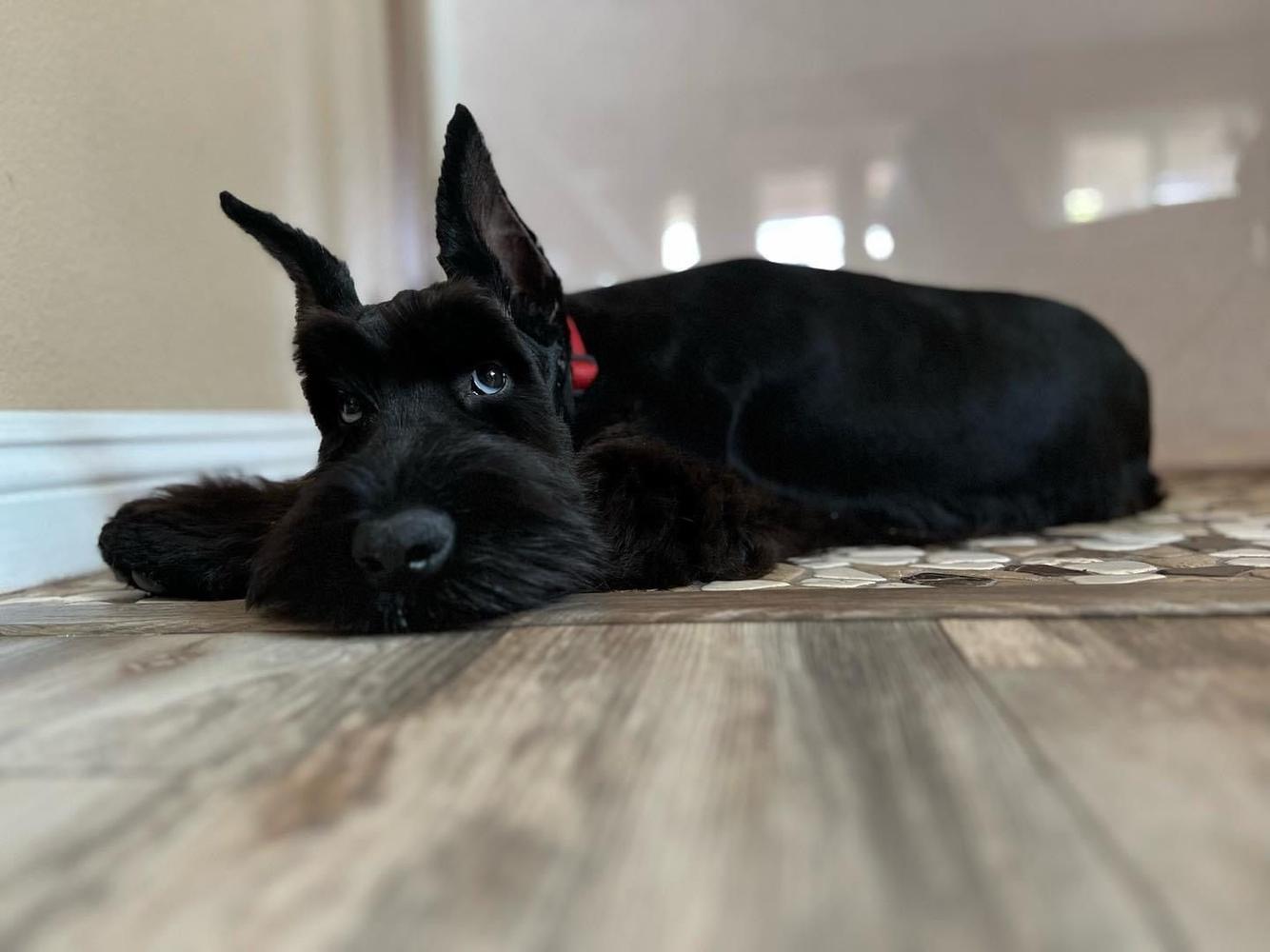 Giant Schnauzer lays with its head on the floor