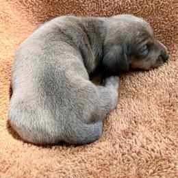 Male - Brindle male Dachshund puppy in El Campo, Texas from Creamer Creek Kennel