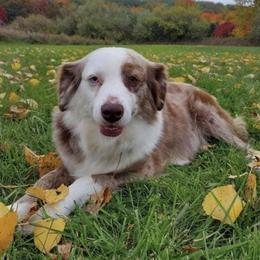 Katniss - Miniature Australian Shepherd